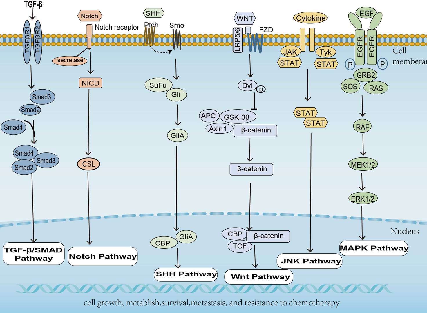 Pancreatic Cancer Overview - Pathways, Diagnosis, Targeted Therapies
